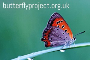 Butterfly Project logo - Green background with purple and red butterfly
